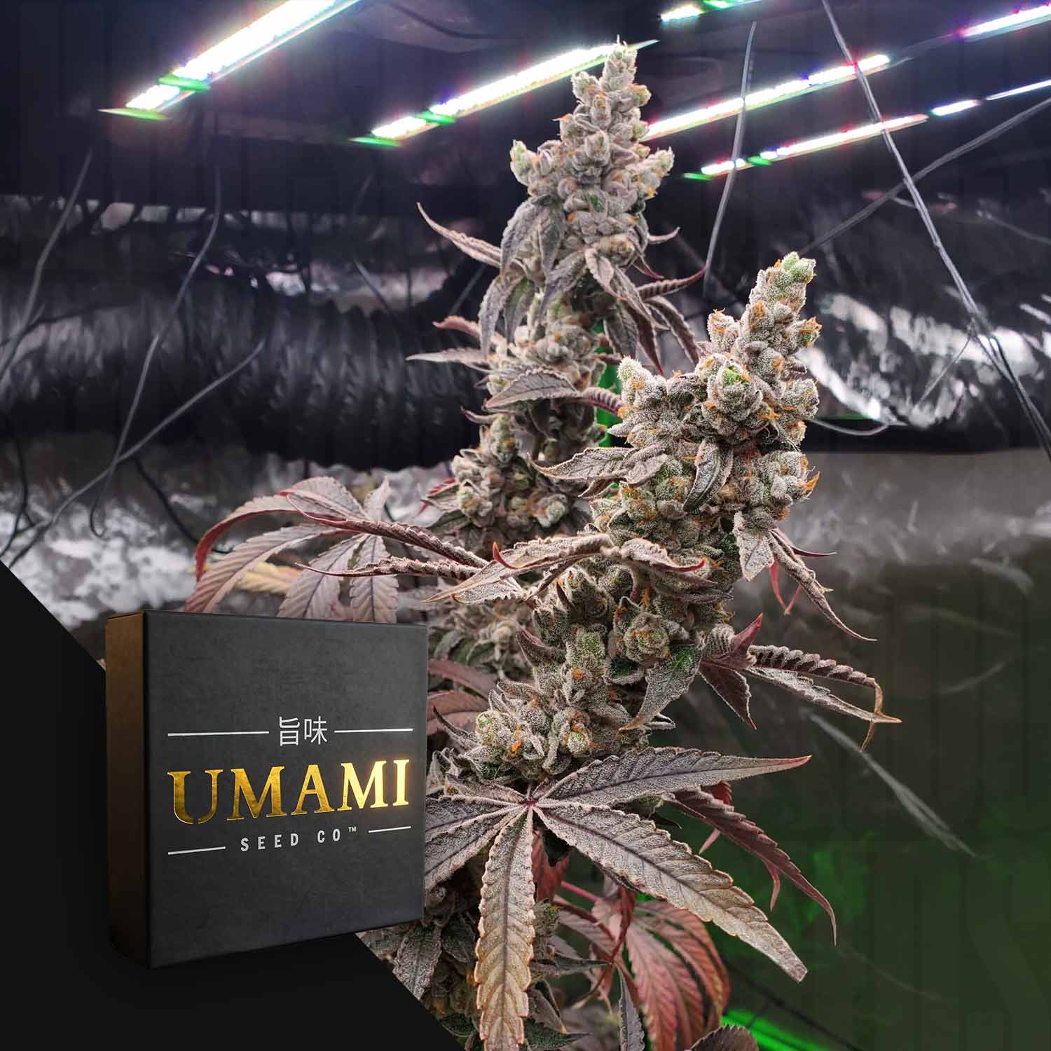 Strawzilla Feminisierte Cannabis Samen von Umami Seeds