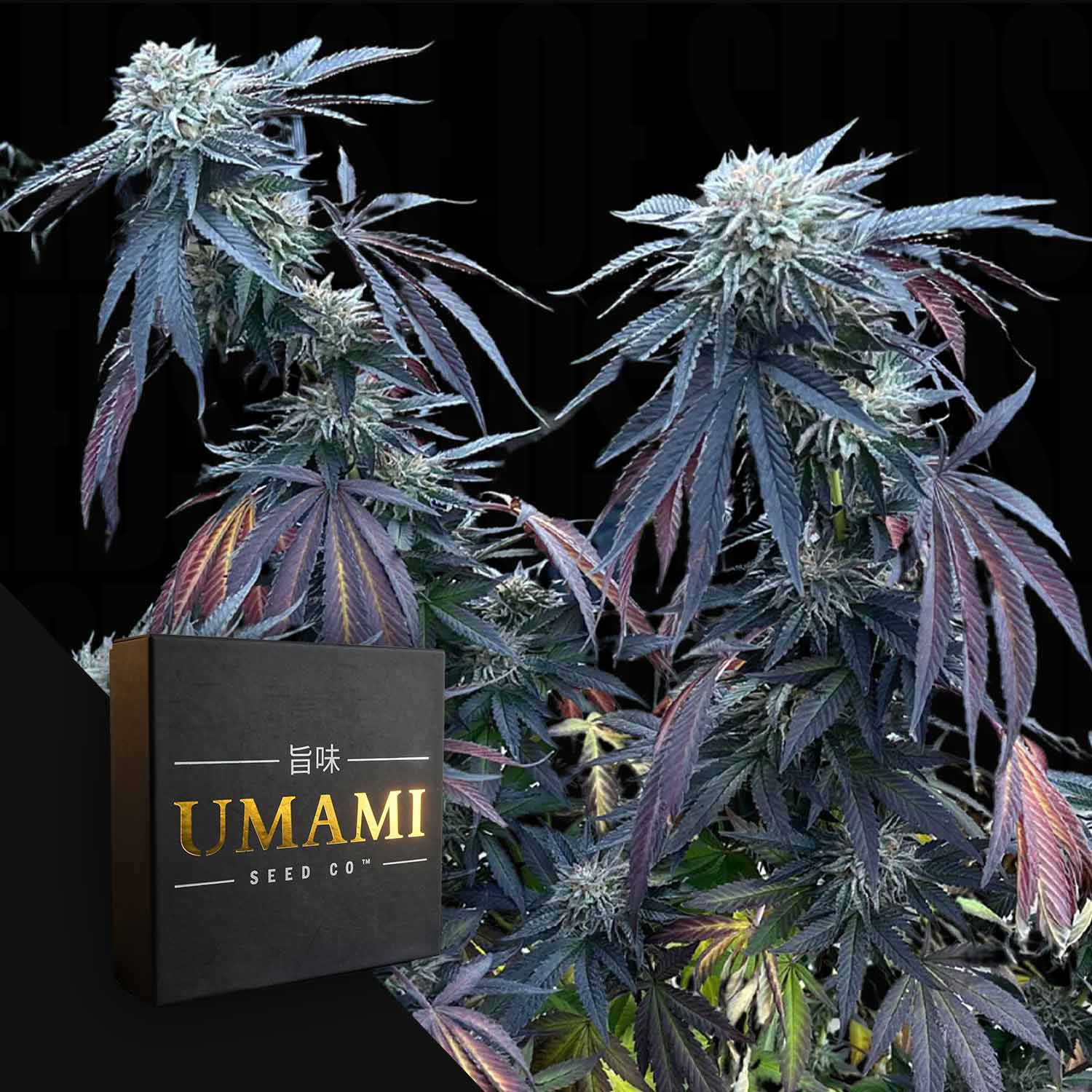 Sunset Lime Feminisierte Cannabis Samen von Umami Seeds