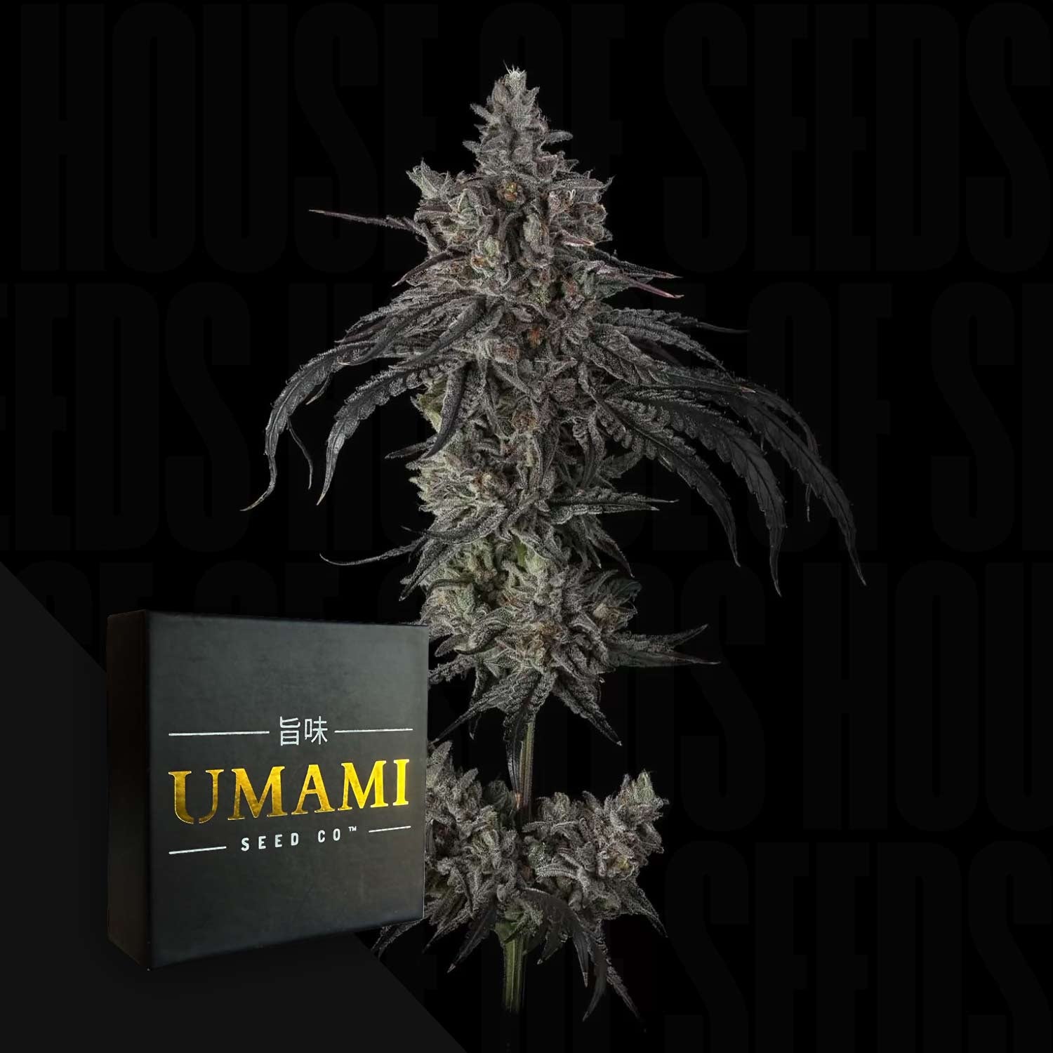 Zoda BX1 Feminisierte Cannabis Samen von Umami Seeds