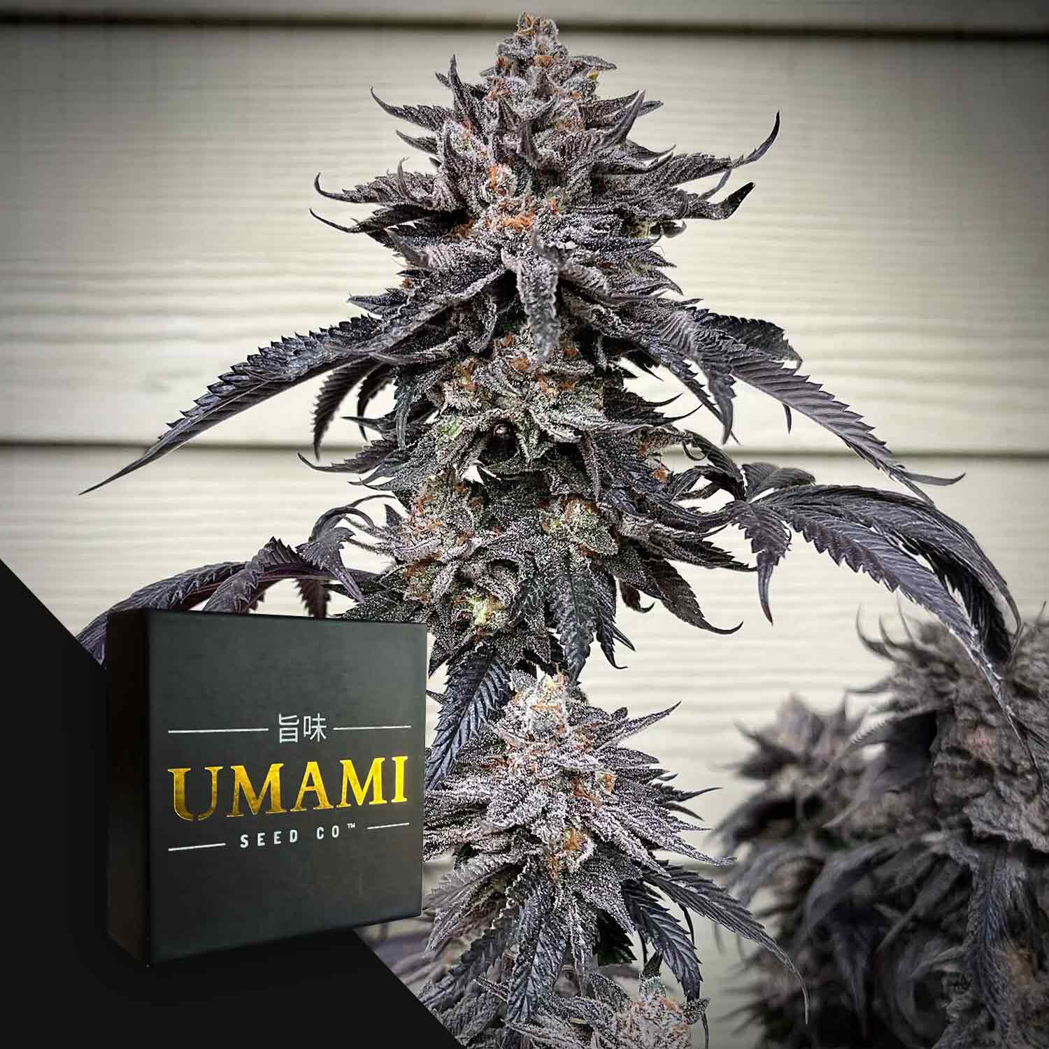 Zodaza Feminisierte Cannabis Samen von Umami Seeds