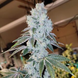 Ethos Genetics Voilà Auto RBX5 feminisiert – 6 Samen