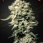 Green House Seed Co. White Rhino