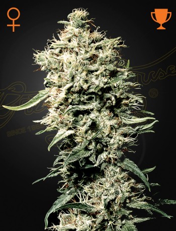 Green House Seed Co. White Rhino Cannabis Samen