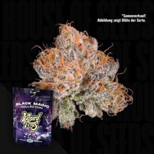 Wizard Trees Black Light - 3er Packung