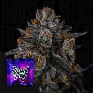 Wizard Trees Tax Bracket - 3er Packung