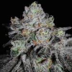 Ethos Genetics Wrank R2 feminisiert – 5 Samen