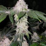 Ethos Genetics Wrank S1 feminisiert – 5 Samen