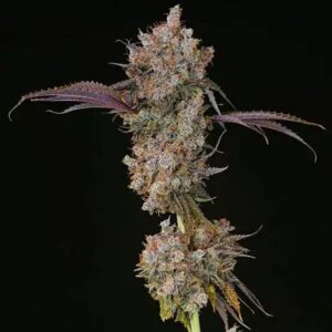 Ethos Genetics XXX feminisiert – 5 Samen