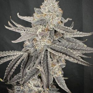 Solfire Gardens Yacht Party feminisierte Cannabis Samen