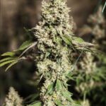 Ethos Genetics Z Cut RBX2 feminisiert – 5 Samen
