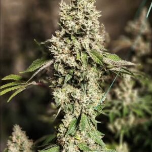 Ethos Genetics Z Cut RBX2 feminisiert – 5 Samen
