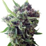 Ace Seeds Zamaldelica Auto feminisiert