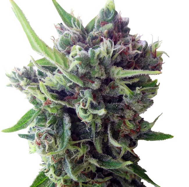 Ace Seeds Zamaldelica Auto feminisiert – Samenverpackung