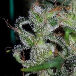 Ace Seeds Zamaldelica feminisiert