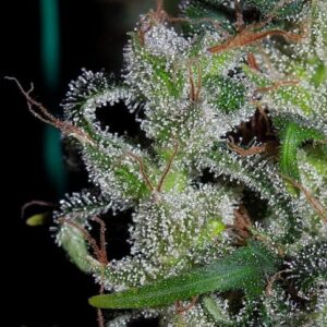 Ace Seeds Zamaldelica feminisiert – Samenverpackung