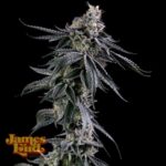 James Loud Genetics Zuckerbombe feminisiert