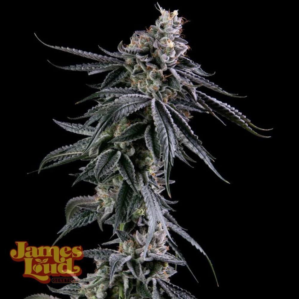 James Loud Genetics Zuckerbombe feminisierte Cannabis Samen