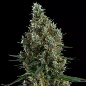 Ethos Genetics Zweet Inzanity RBX feminisiert – 5 Samen