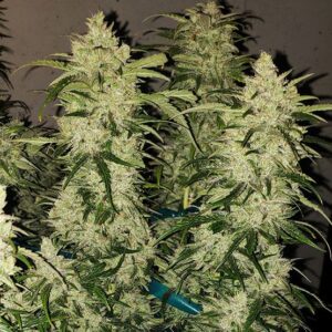 Ethos Genetics Zweet RBX2 Auto feminisiert – 6 Samen