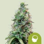 RQS Amnesia Haze Auto