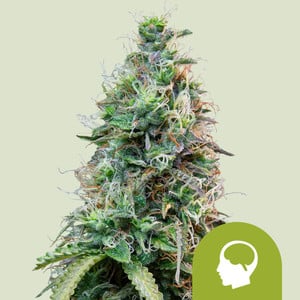 RQS Amnesia Haze Auto Autoflowering Cannabis Samen