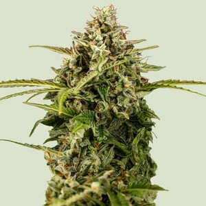 RQS Apollo F1 Cannabis Samen