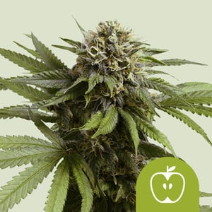 RQS Apple Fritter Auto