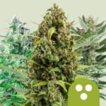 RQS Autoflowering Mix