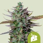 RQS Blue Cheese Auto