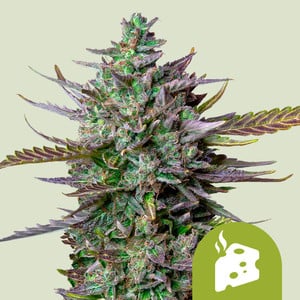 RQS Blue Cheese Auto