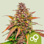 RQS Bubble Kush Auto