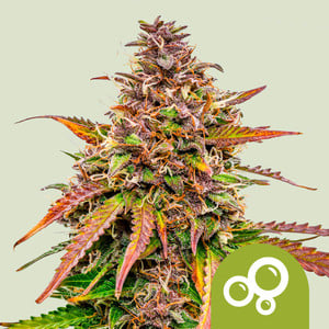RQS Bubble Kush Auto Autoflowering Cannabis Samen