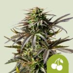 RQS Cherry Pie Auto