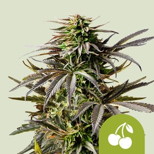 RQS Cherry Pie Auto