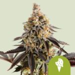 RQS Cookies Gelato Auto