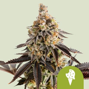 RQS Cookies Gelato Auto