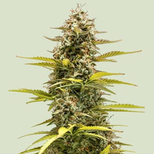 RQS Cosmos F1 Cannabis Samen