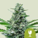 RQS Royal Critical Auto