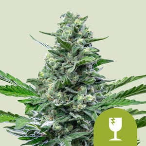 RQS Royal Critical Auto Autoflowering Cannabis Samen