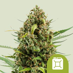 RQS Diesel Auto Autoflowering Cannabis Samen