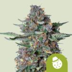 RQS Do-Si-Dos Auto