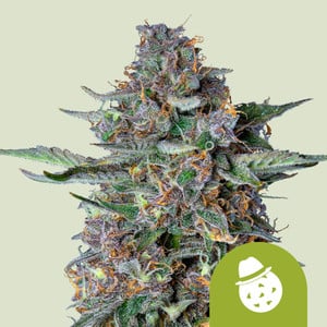 RQS Do-Si-Dos Auto Autoflowering Cannabis Samen
