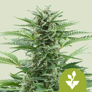 RQS Easy Bud Autoflowering Cannabis Samen
