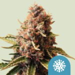 RQS Euphoria
