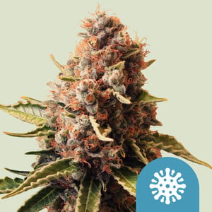 RQS Euphoria Cannabis Samen