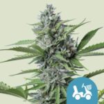 RQS Fast Eddy Automatic CBD