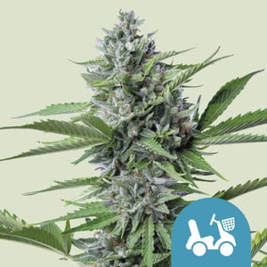 RQS Fast Eddy Automatic CBD
