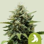 RQS Fat Banana Auto