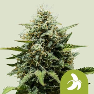 RQS Fat Banana Auto