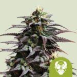 RQS Granddaddy Purple Auto